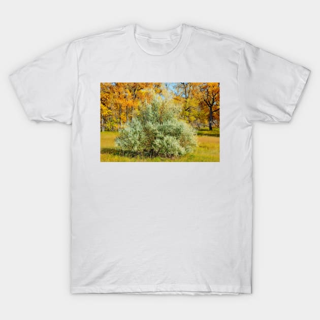 Cherry Creek Trail Study 2 Autumn T-Shirt by bobmeyers